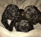 Cockapoo Puppies for sale in Montpelier, VT 05602, USA. price: NA