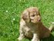 Cockapoo Puppies for sale in Maryland City, MD, USA. price: NA