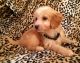 Cockapoo Puppies for sale in Waco, TX, USA. price: NA