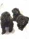 Cockapoo Puppies for sale in Charleston, WV, USA. price: NA