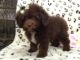 Cockapoo Puppies for sale in Lake Trail Dr, Kenner, LA 70065, USA. price: NA