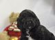 Cockapoo Puppies for sale in Fort Lauderdale, FL, USA. price: NA