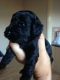 Cockapoo Puppies for sale in Castle Pines, CO 80108, USA. price: NA