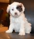 Cockapoo Puppies for sale in Jackson, MS, USA. price: $400