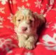 Cockapoo Puppies for sale in Banner Elk, NC 28604, USA. price: $400