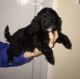 Cockapoo Puppies for sale in Court Pl, Denver, CO, USA. price: NA