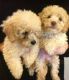 Cockapoo Puppies for sale in Washington, DC, USA. price: NA