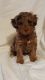 Cockapoo Puppies for sale in Springfield, OH, USA. price: $1,100