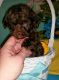 Cockapoo Puppies for sale in Gilbert, AZ, USA. price: NA