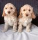 Cockapoo Puppies for sale in San Francisco, CA 94124, USA. price: NA