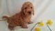 Cockapoo Puppies for sale in St. Louis, MO, USA. price: NA
