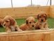 Cockapoo Puppies for sale in IL-59, Plainfield, IL, USA. price: NA