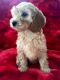 Cockapoo Puppies for sale in Seattle, WA, USA. price: $450