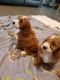 Cockapoo Puppies for sale in Brooklyn, MS 39425, USA. price: NA