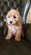 Cockapoo Puppies for sale in Greenville, SC, USA. price: NA