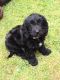Cockapoo Puppies for sale in Kentucky Dam, Gilbertsville, KY 42044, USA. price: NA