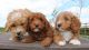 Cockapoo Puppies for sale in Philadelphia, PA, USA. price: NA