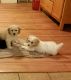 Cockapoo Puppies for sale in Nashua, NH, USA. price: $1,000