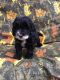 Cockapoo Puppies for sale in Ghent, NY, USA. price: NA