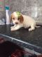 Cockapoo Puppies for sale in Jersey City, NJ, USA. price: NA