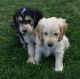 Cockapoo Puppies for sale in Ghent, NY, USA. price: $600