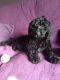 Cockapoo Puppies for sale in Beaverton, OR, USA. price: $500