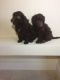 Cockapoo Puppies for sale in Alpharetta, GA, USA. price: $500