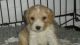 Cockapoo Puppies for sale in Pocatello, ID, USA. price: $500