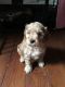 Cockapoo Puppies for sale in West Springfield, MA, USA. price: $500