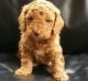 Cockapoo Puppies for sale in Anderson, IN, USA. price: NA