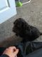 Cockapoo Puppies for sale in Bloomfield, NJ, USA. price: NA