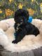 Cockapoo Puppies for sale in Bloomfield, NJ, USA. price: NA