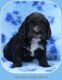 Cockapoo Puppies for sale in White Hall, AR 71602, USA. price: NA