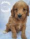 Cockapoo Puppies for sale in Altamonte Springs, FL 32701, USA. price: $950