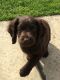 Cockapoo Puppies for sale in Altamonte Springs, FL 32701, USA. price: $650