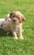 Cockapoo Puppies for sale in White Hall, AR 71602, USA. price: $500