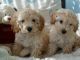 Cockapoo Puppies for sale in Crestwood, KY 40014, USA. price: NA
