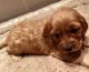 Cockapoo Puppies for sale in Bountiful, UT 84010, USA. price: NA