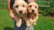 Cockapoo Puppies for sale in New Castle, PA, USA. price: NA