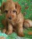 Cockapoo Puppies for sale in Mound, MN 55364, USA. price: $400