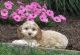 Cockapoo Puppies for sale in Glastonbury, CT, USA. price: $500