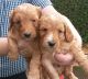 Cockapoo Puppies for sale in Las Vegas, NV, USA. price: $390