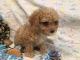 Cockapoo Puppies for sale in Tecate, CA 91987, USA. price: NA