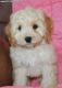 Cockapoo Puppies for sale in Pensacola, FL, USA. price: NA