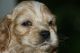 Cockapoo Puppies for sale in Erie, PA, USA. price: NA
