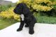 Cockapoo Puppies for sale in Delaware, OH 43015, USA. price: NA