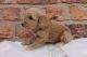 Cockapoo Puppies for sale in Delaware, OH 43015, USA. price: NA