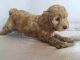 Cockapoo Puppies for sale in Bath Springs, TN 38311, USA. price: NA