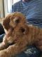 Cockapoo Puppies for sale in Bath Springs, TN 38311, USA. price: NA