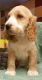 Cockapoo Puppies for sale in Cincinnati, OH, USA. price: NA